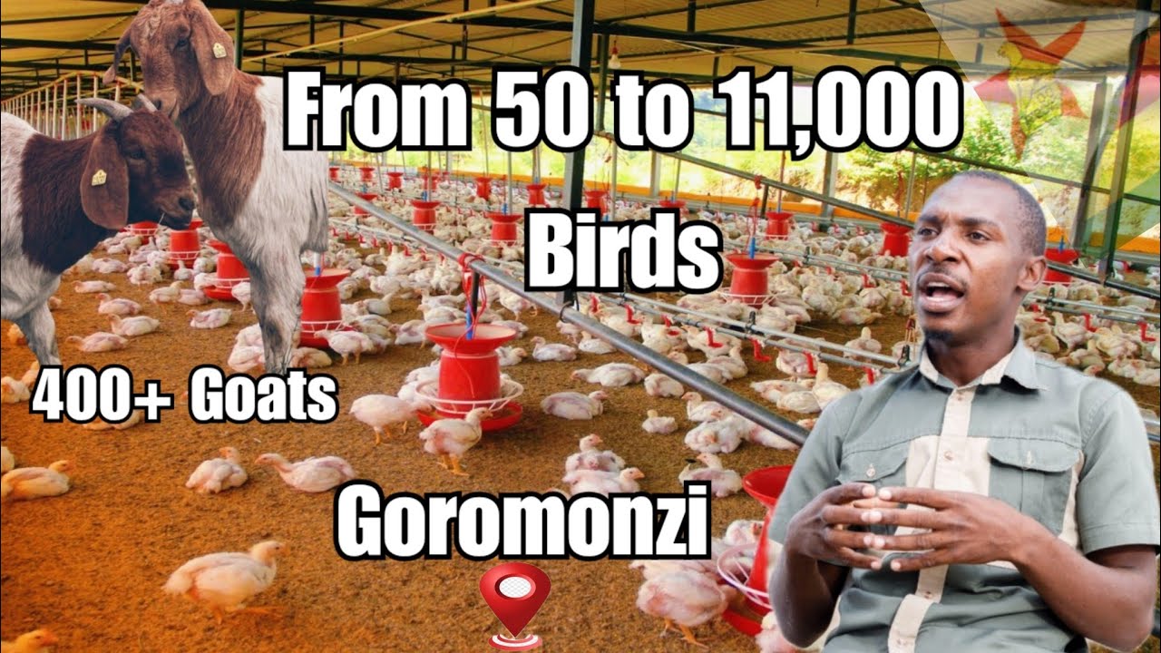 From 50 to 11,000 Broilers|| From 10 to Over 400 Goats and Sheep|| His Journey to Farming Success🇿🇼
