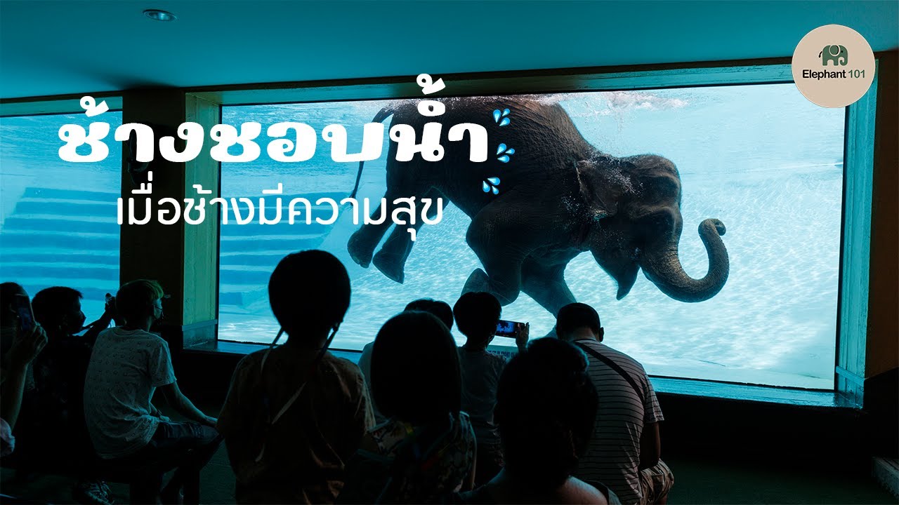 ช้างขอบน้ำ - เมื่อช้างมีความสุข