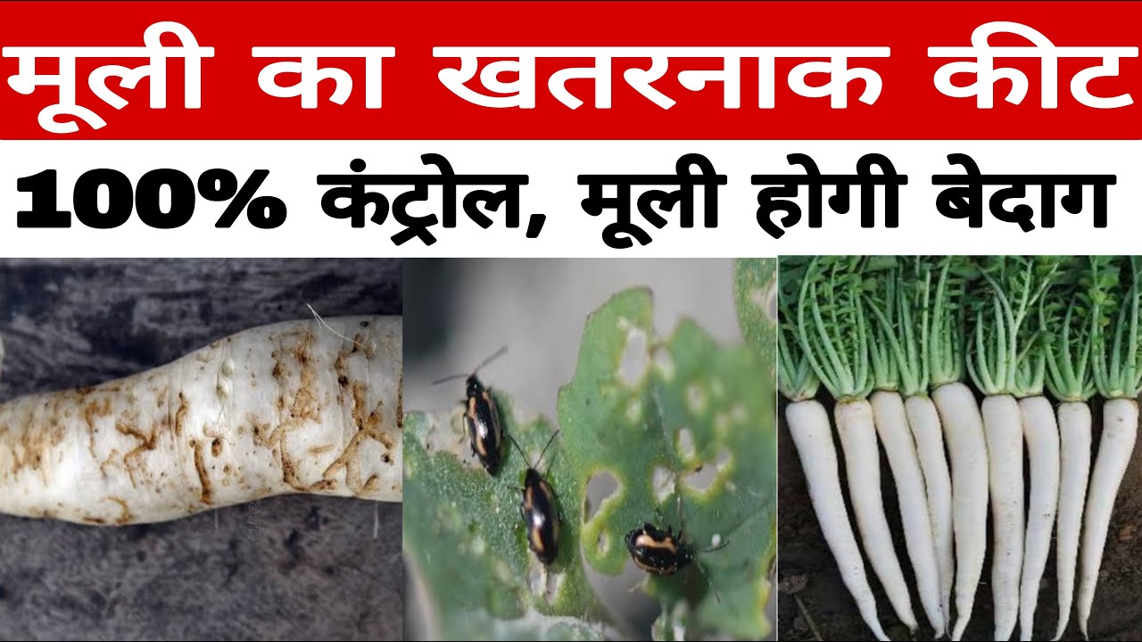 मूली का खतरनाक कीट 🥶 | Striped Flea Beetle 100% रोकथाम | Radish Farming Special |