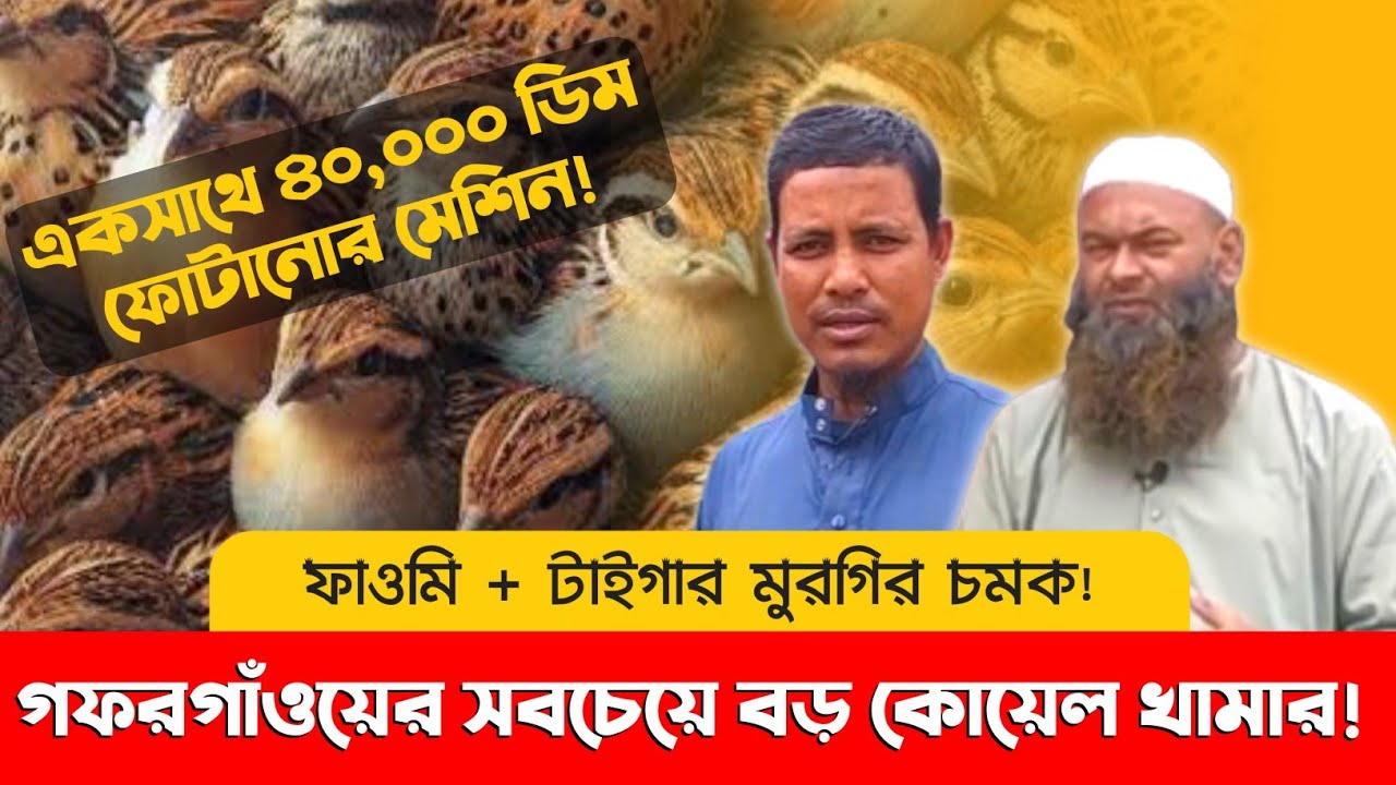 গফরগাঁওয়ে ময়মনসিংহের সবচেয়ে বড় কোয়েল পাখির খামার! | আল বুশরা হ্যাচারি | Nayem Vlog