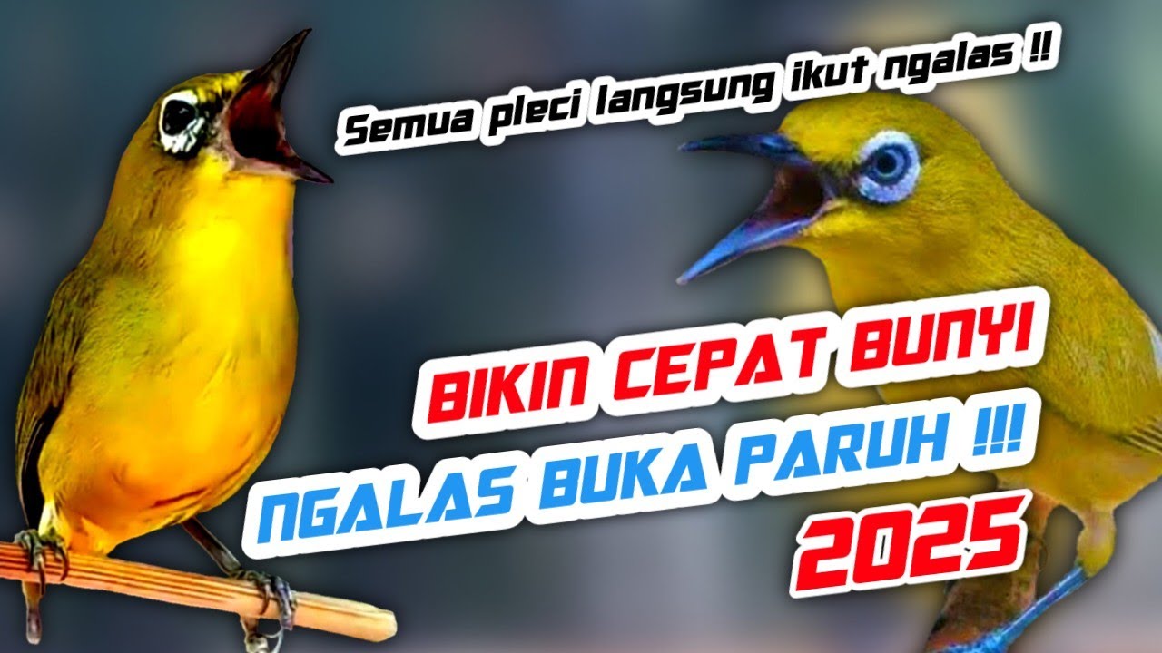 Joss!!!! Semua Pleci Langsung Ikut Ngalas Buka paruh - Terapi Pleci Ngeriwik Buka Paruh
