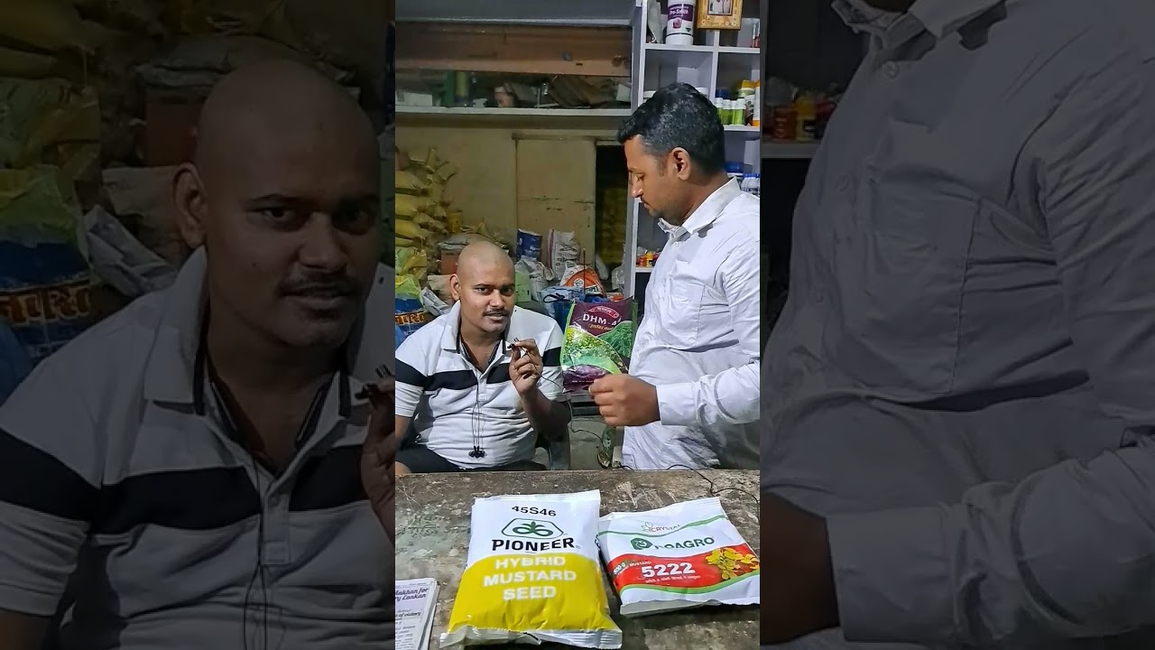 दयाल variety की सरसों। niche se फलने वाली variety #mustard #sarso #kisan #uttarpradesh