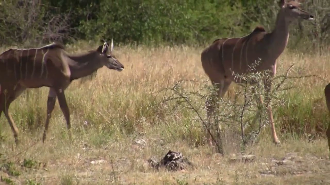 2013-za video clip 22 etosha 07 movie