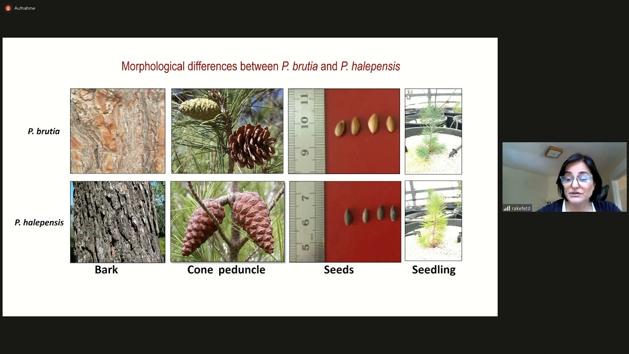 EvolTree Congerence 2021 – Rakefet David-Schwarz: Hybridization and adaptation to environmental d...