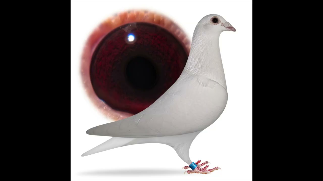 Maurice O'Donnell Northern Premier Pigeon Auctions Lots 2025