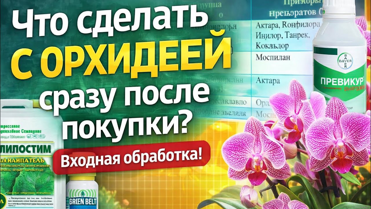 Новая орхидея? Сделайте это сразу! || Входная обработка орхидей после покупки: защита от вредителей