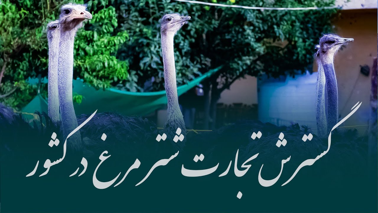 گسترش تجارت شتر  مرغ  در کشور | قصه بازار | یقین میدیا