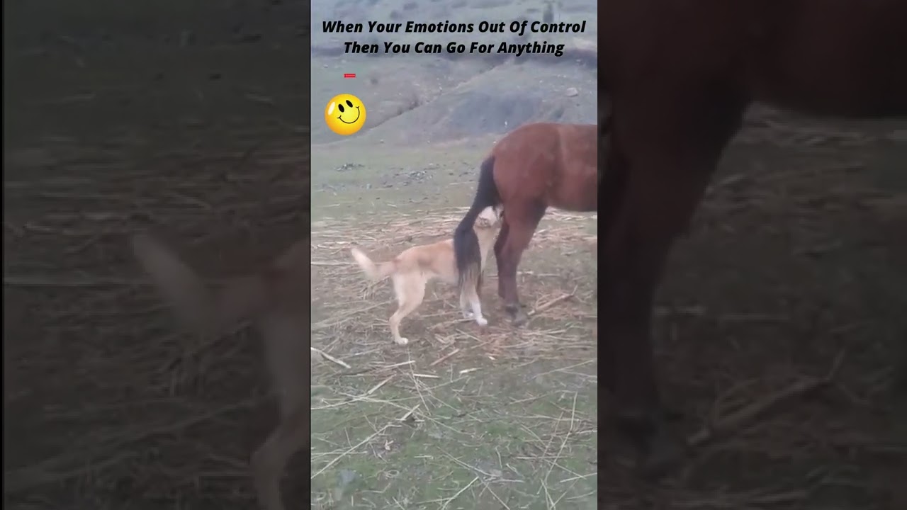 Der Tritt des Pferdes gegen das traurige Ende des Hundes Fail #shorts #funny animals #viral