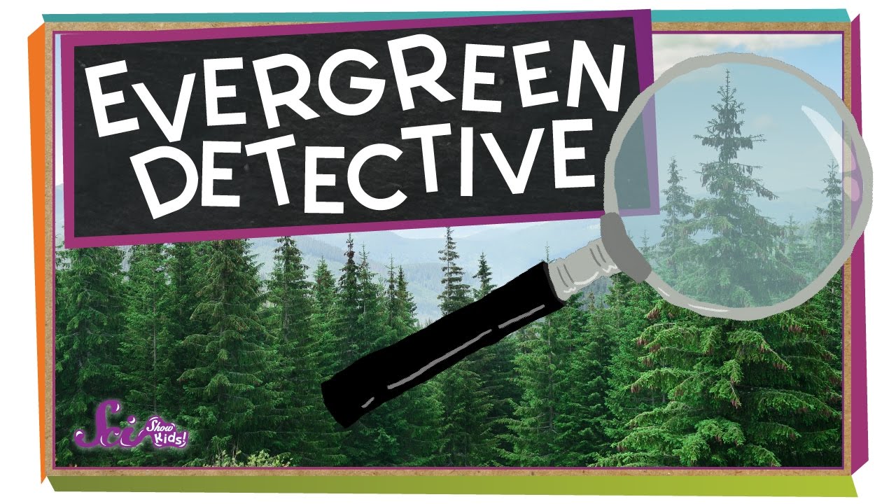 Guess That Tree! | Science for Kids