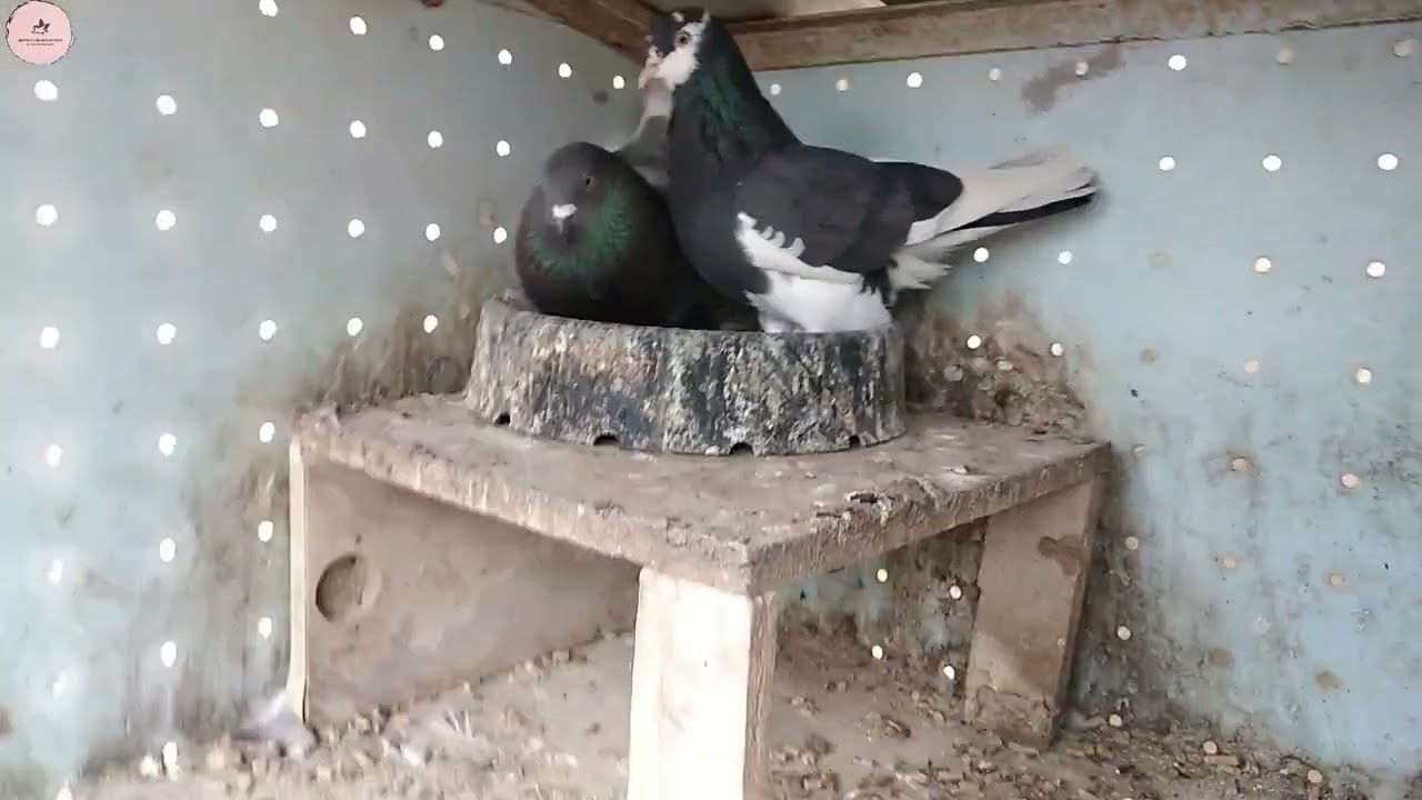 William and Alleta Breeding Pigeons
