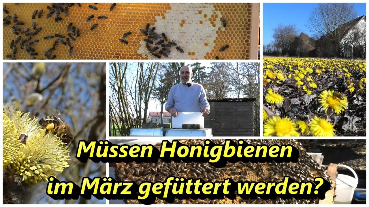 M&uuml;ssen Honigbienen im M&auml;rz gef&uuml;ttert werden?
