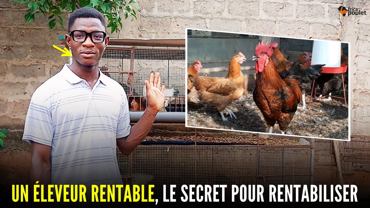 ÉLEVAGE RENTABLE, voici 03 principaux MODES D'ÉLEVAGE DU POULET LOCAL (élevage du poulet en Afrique)