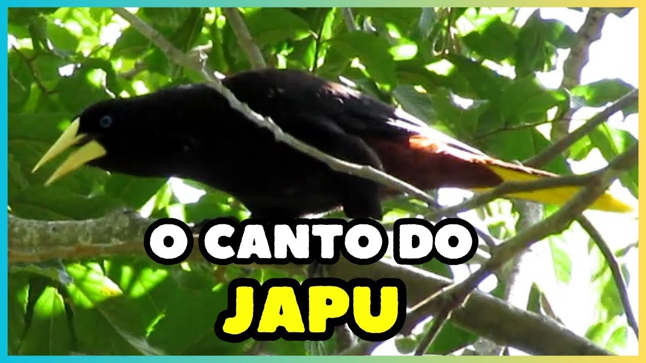 O canto do JAPU (Psarocolius decumanus) | Crested Oropendola