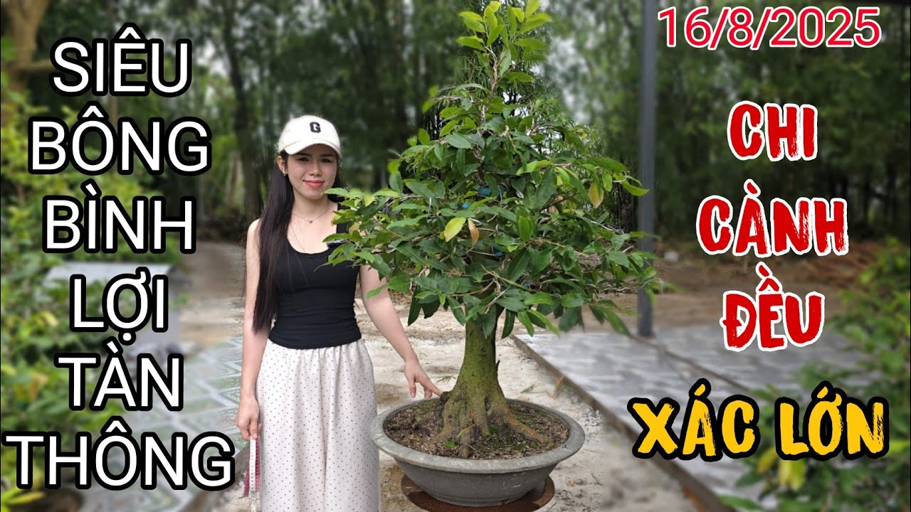 [16/8] Siêu Bông Bình Lợi Tàn Thông Xác Lớn | VƯỜN MAI HUỲNH GIAO