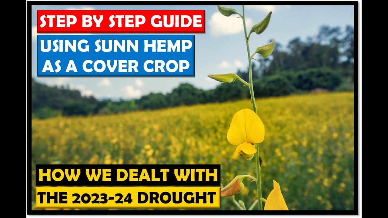 Farming in Zambia: How We Use Sunn Hemp As Cover Crop