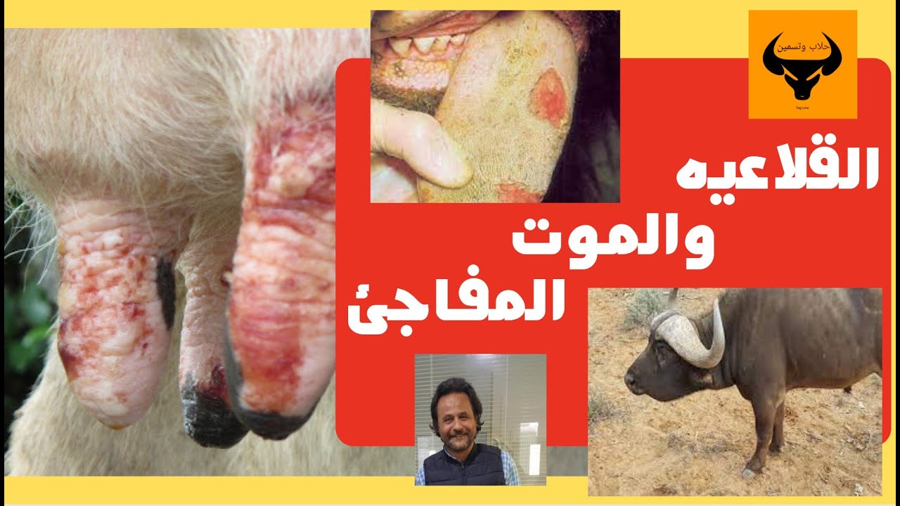 الحل الوحيد لمشكلة, الحمي القلاعية والموت المفاجئ في الجاموس والأبقار،