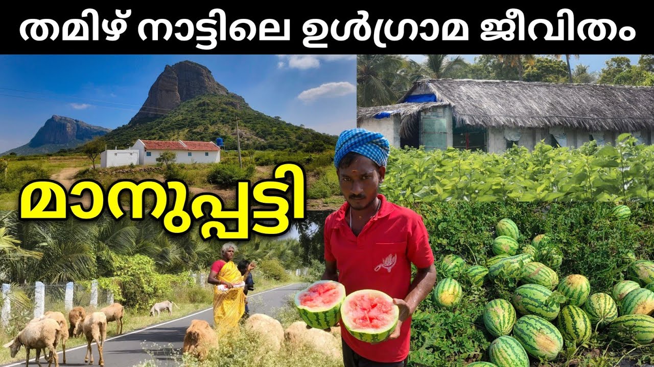 മാനുപ്പട്ടിയിലെ ഉൾഗ്രാമ കാഴ്ച്ചകൾ ഇതൊക്കെയാണ് | Village Life in Tamil Nadu | Manupatti, Udumalpet