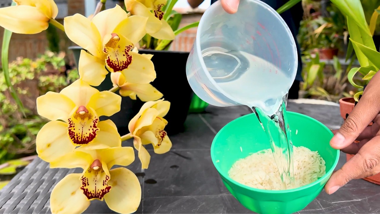 As&iacute; uso el Agua de Arroz en mis Orqu&iacute;deas