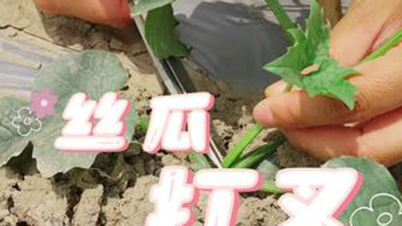 丝瓜怎么整枝打叉？ 丝瓜 种植小技巧 我的小菜园 自己种的纯天然的绿色蔬菜 关注我一起学种菜