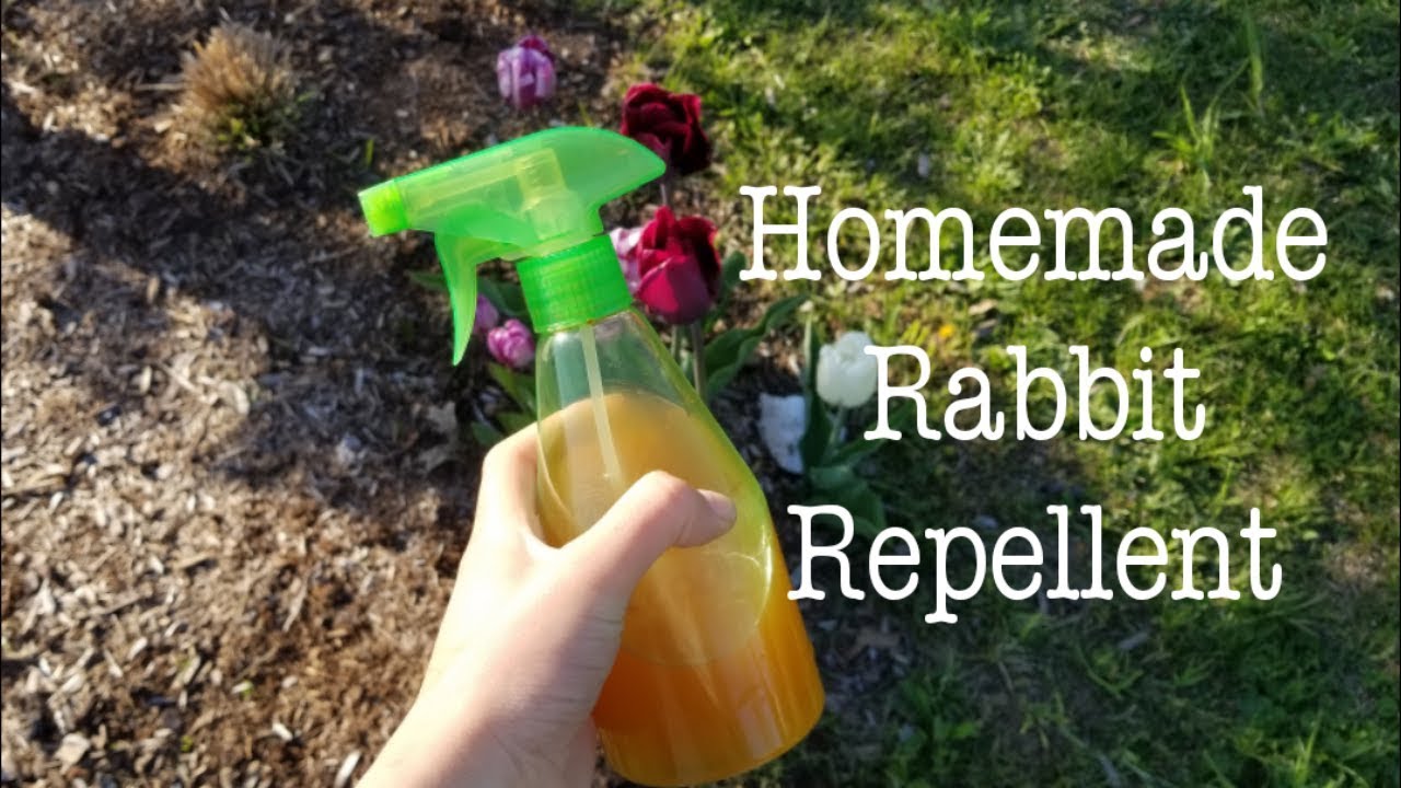 Homemade Rabbit Repellent 🐰🦌