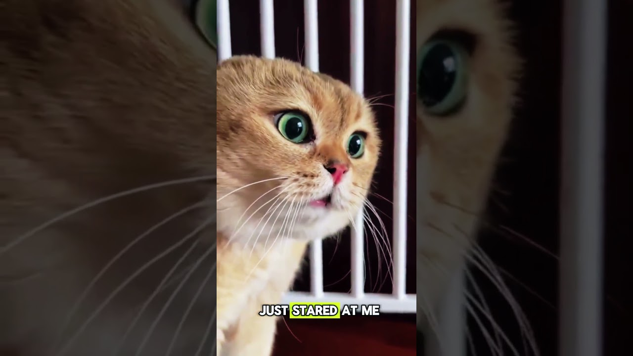 I Tested If My Cat Would Protect Me&hellip; (Shocking Result)