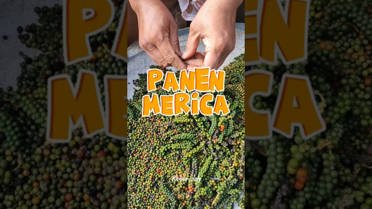 PANEN LADA #panen #merica #lada #berkebun #kebun