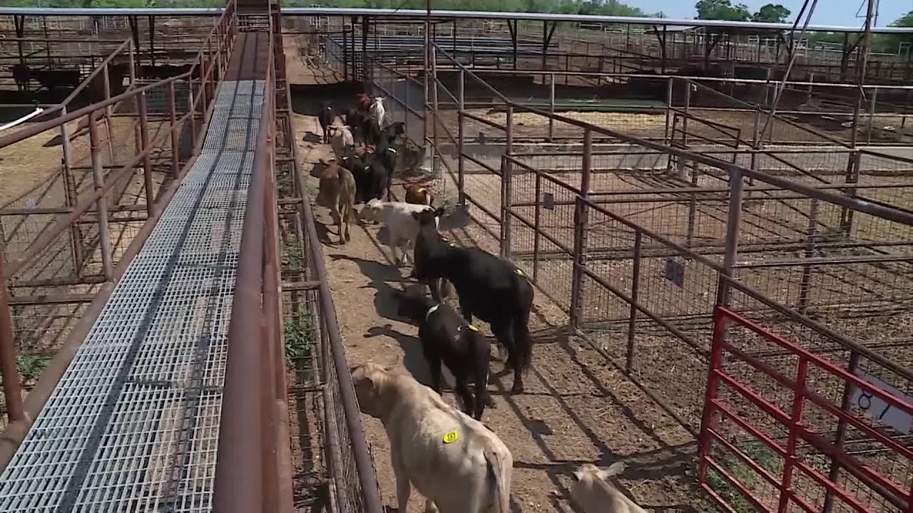 Local ranchers feeling the squeeze from increased operating costs, drought conditions