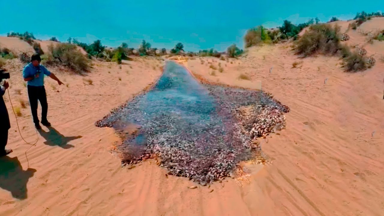 POR QUE MILHÕES DE PEIXES APARECERAM NO MEIO DO DESERTO?