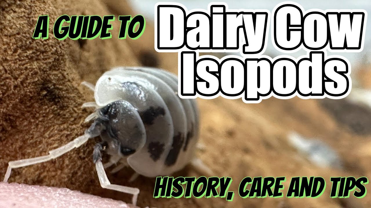 Learn Everything About the Porcellio laevis 