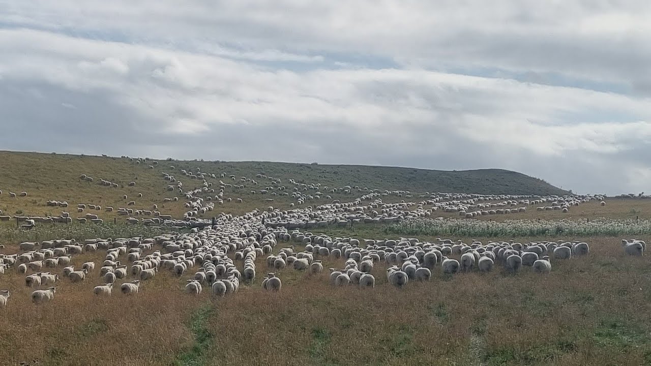 Vaccinating our younger ewes, FIRE!, and more lambs away.
