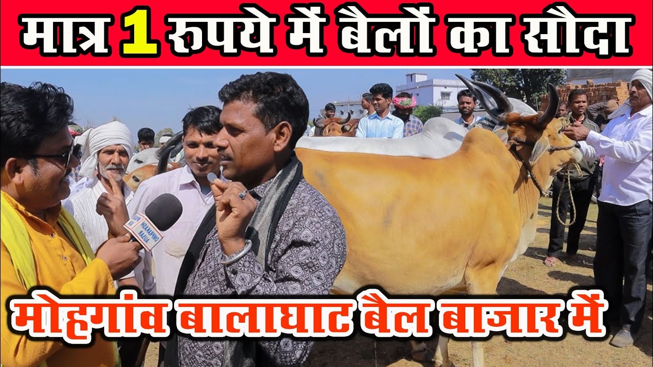 मात्र एक रुपये में बैलों का सौदा 