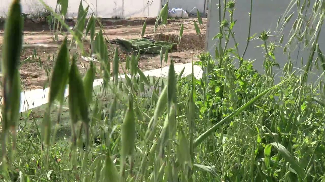 שיבולת שועל