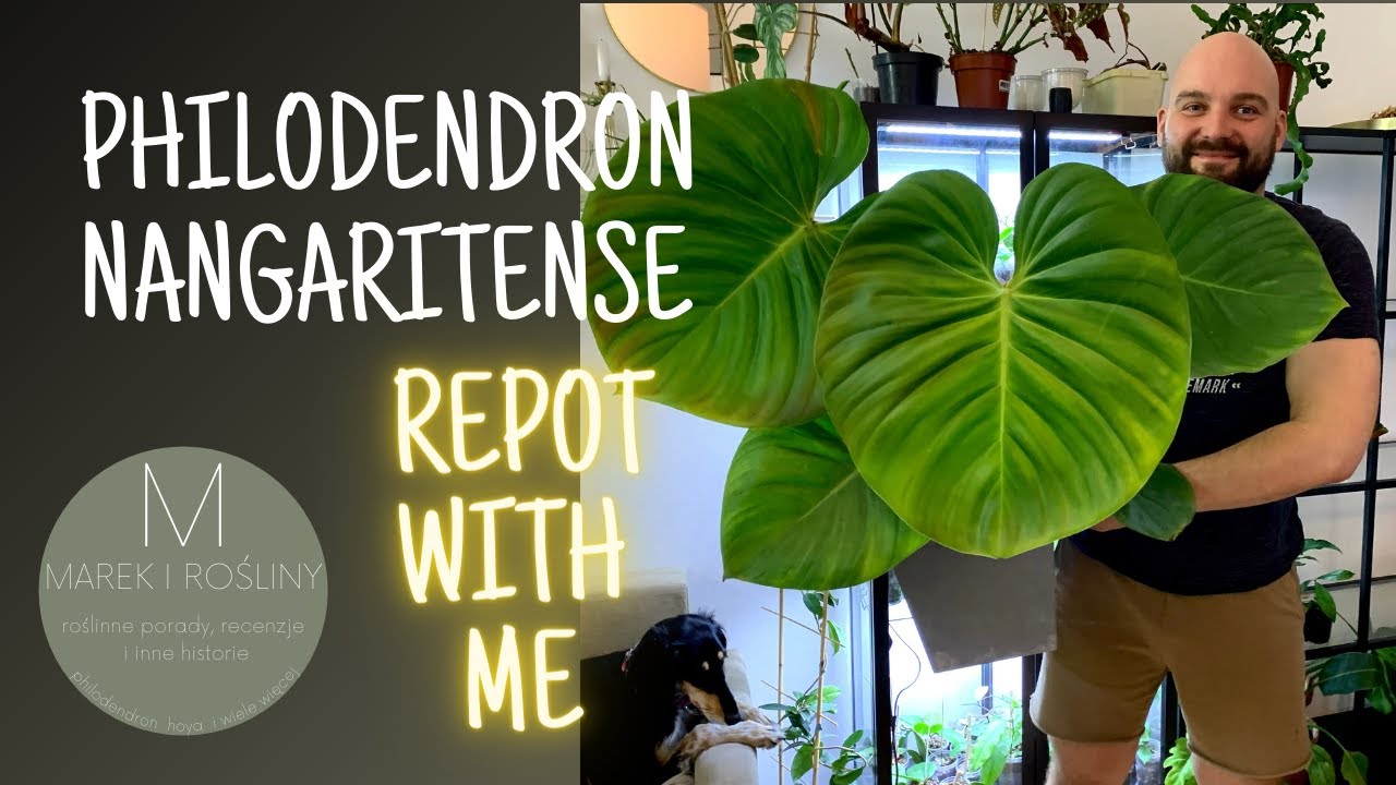 REPOT WITH ME Przesadzam OGROMNEGO philodendrona nangaritense 😱