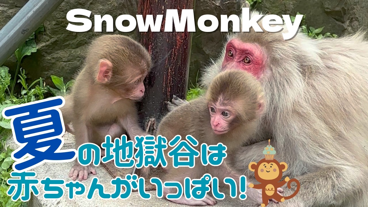 世界的に有名なスノーモンキーに会いに行ったら可愛い赤ちゃんいっぱいで癒された。【地獄谷野猿公苑】長野県山ノ内町