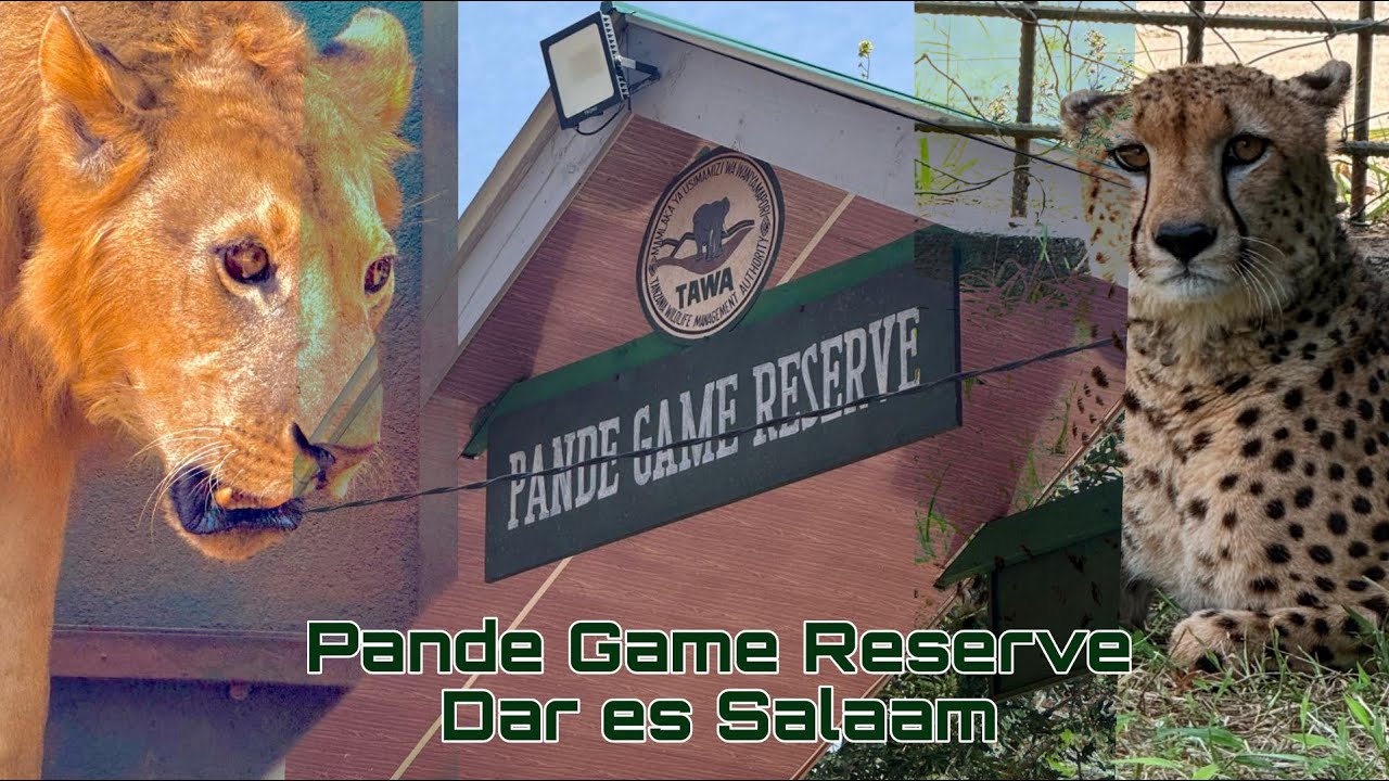 Pande Game Reserve Dar es Salaam#GamePark#Zoo#2026