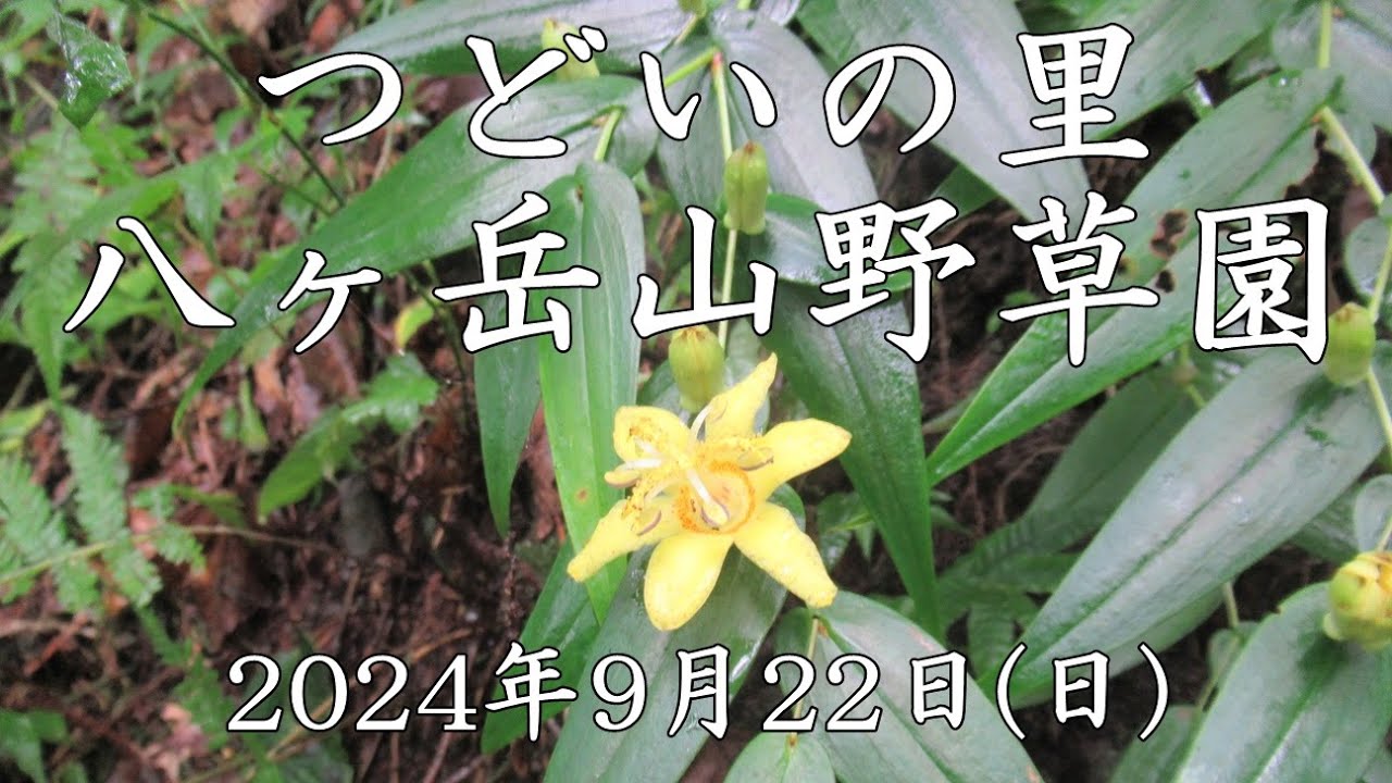 つどいの里 八ヶ岳山野草園－2024年9月22日(日)