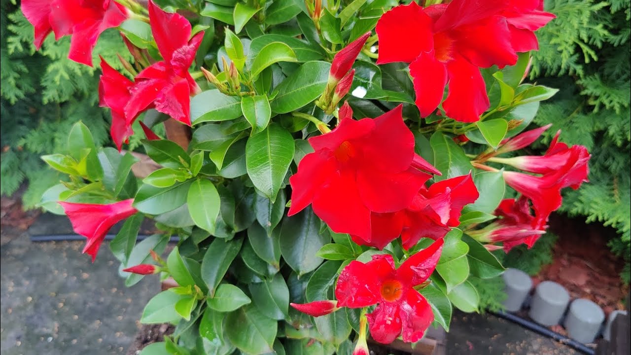 Roślina Dipladenia