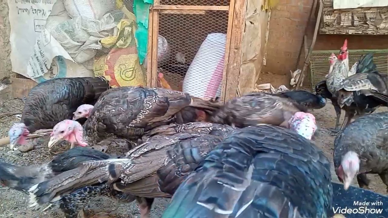 في الحر الشديد ازاي تحمي فراخك من النفوق خطوات مهمة يومياً