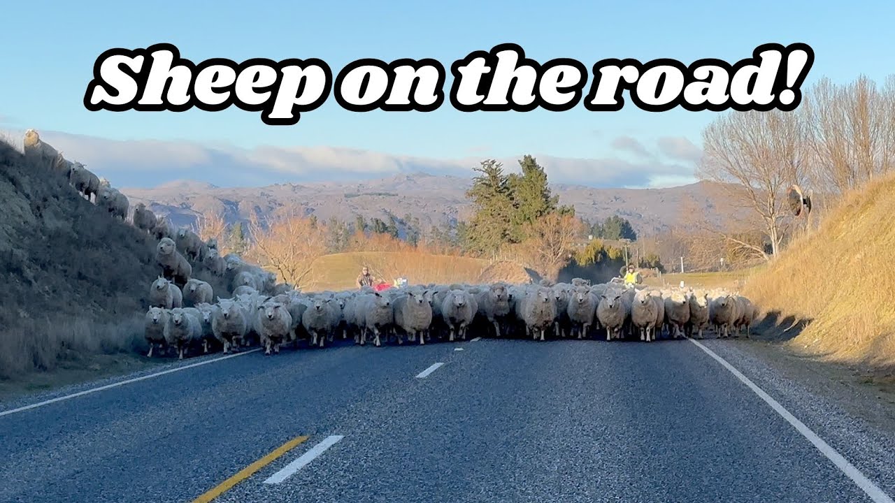 Weighing Hoggets & Road Move with Two-Tooths and Lambs 🚜🐑 | Respect Stock on the Road!