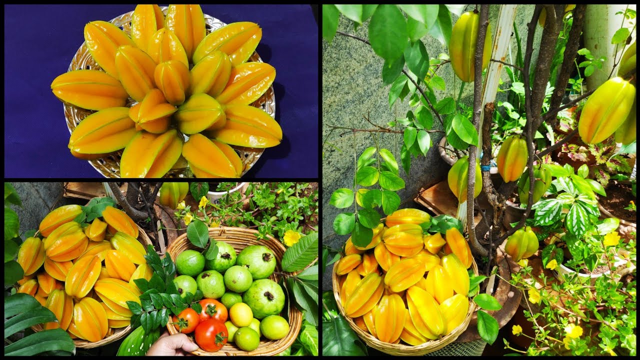 Star Fruit (Carambola) Harvest   (ಕನ್ನಡ/Kannada)Organic fruits/Mega Harvest/ತಾರಸಿ ತೋಟ
