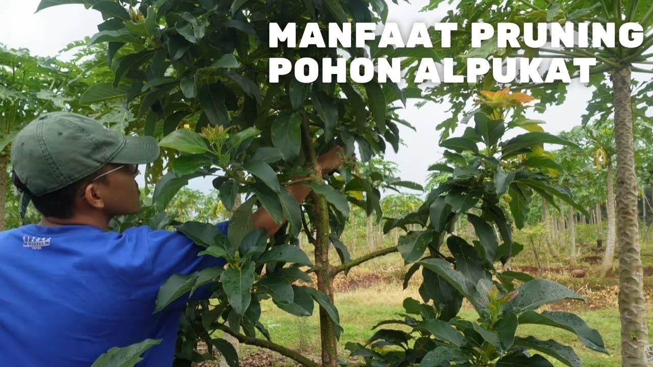 Manfaat Pruning Pohon Alpukat