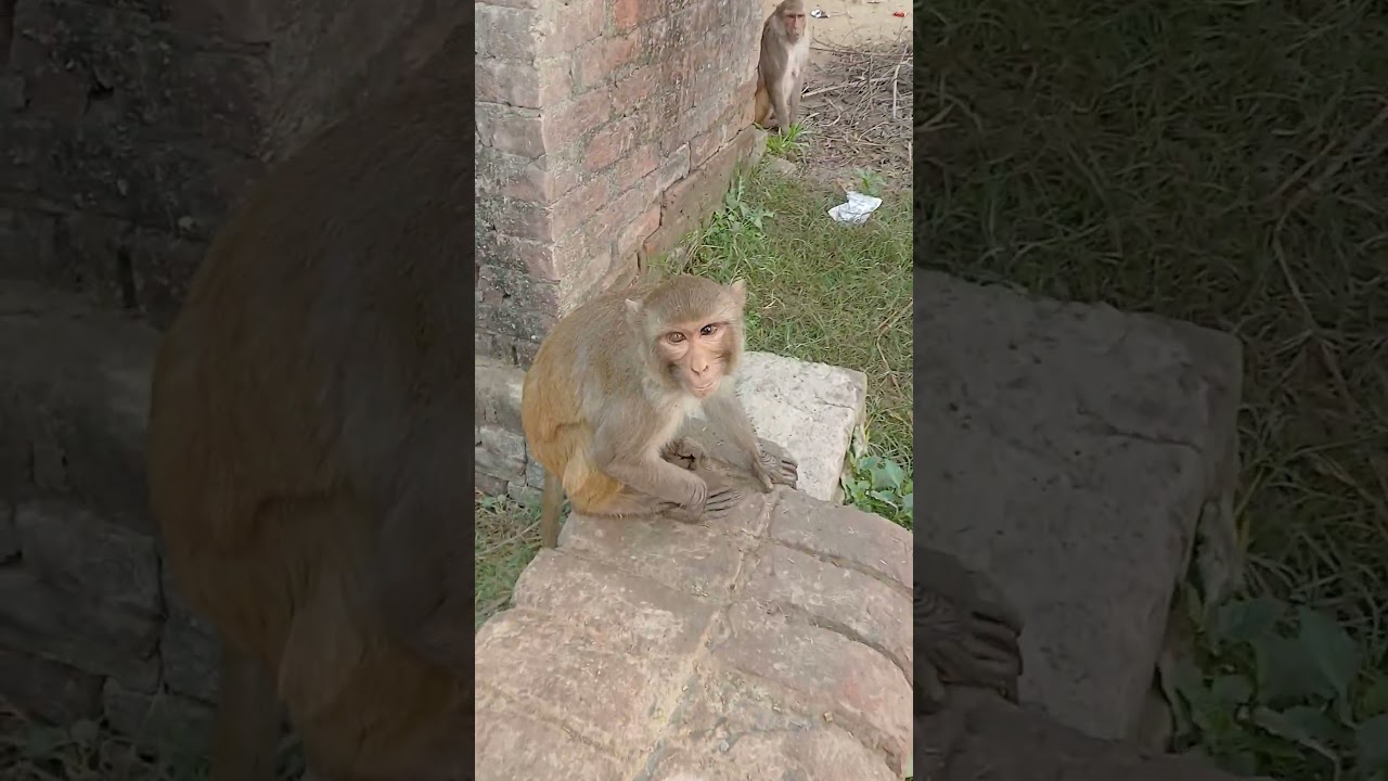 monkey 