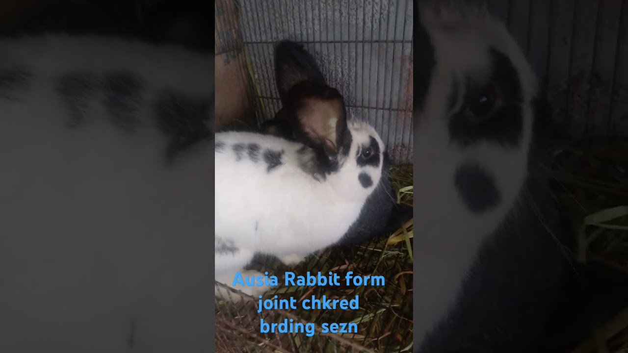 Ausia Rabbit form joint chkerd brding sezn 2.04.2025