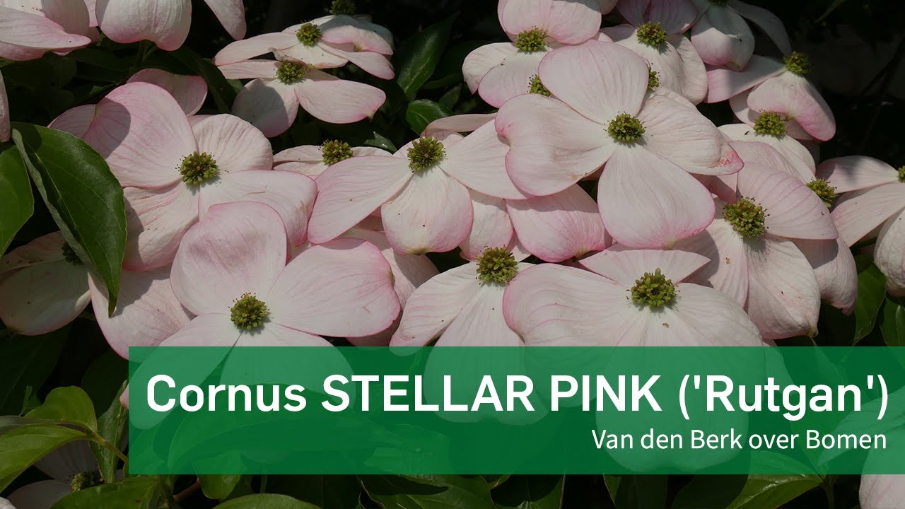 Cornus Stellar Pink - Van den Berk over Bomen