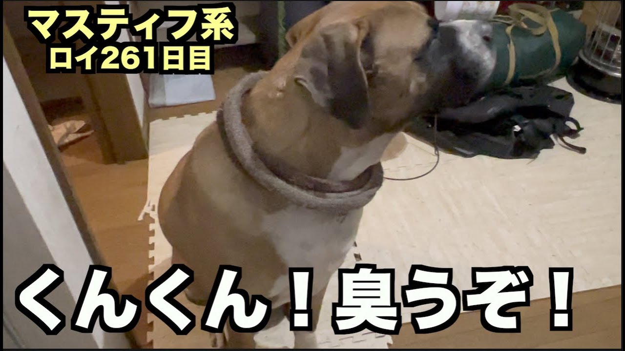 悪臭漂わす漢！ロイ!
