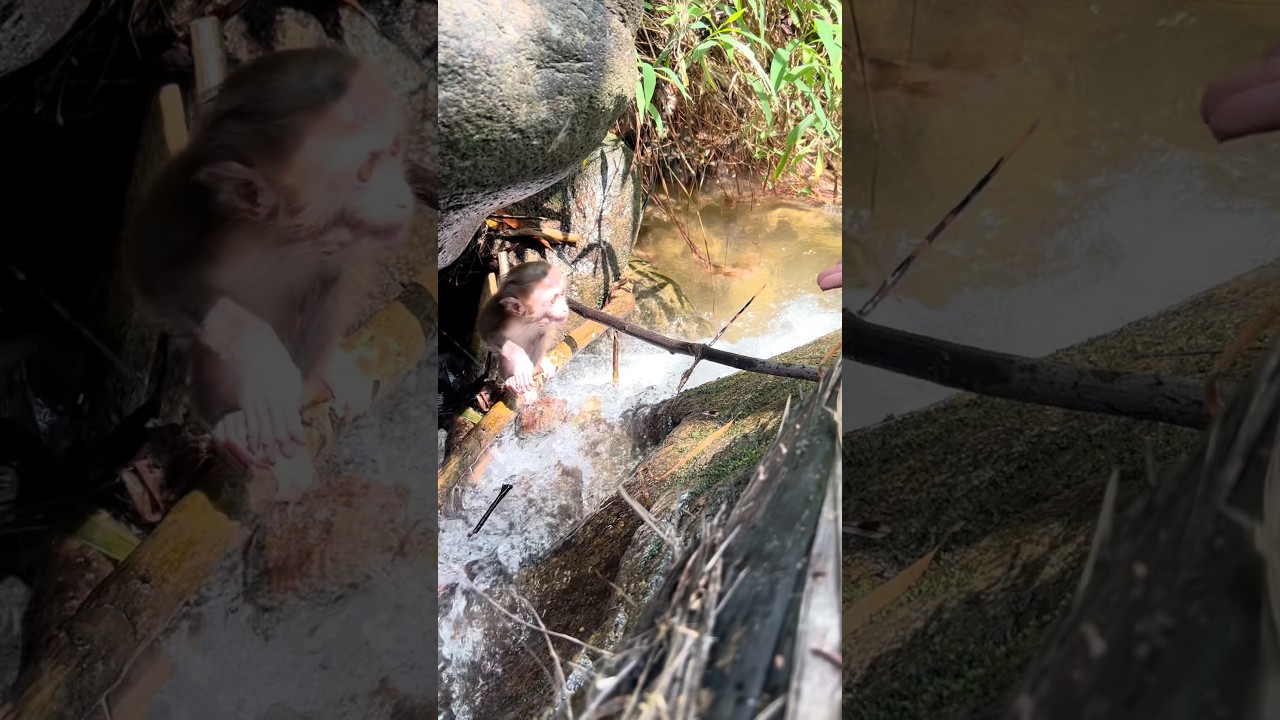 Fortunately, the little monkey was not swept away by the floodwaters.#monkey