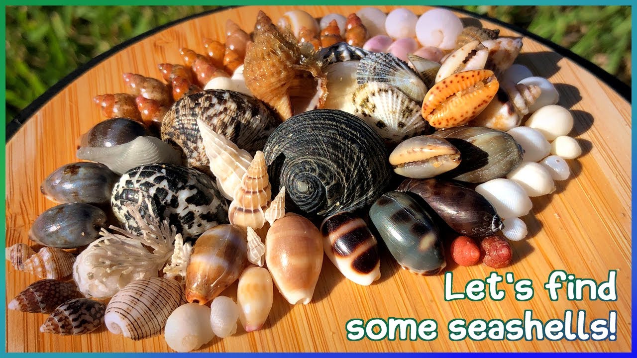 Finding Seashells on the Shore | Microshelling Jackpot! [Virtual Shelling]