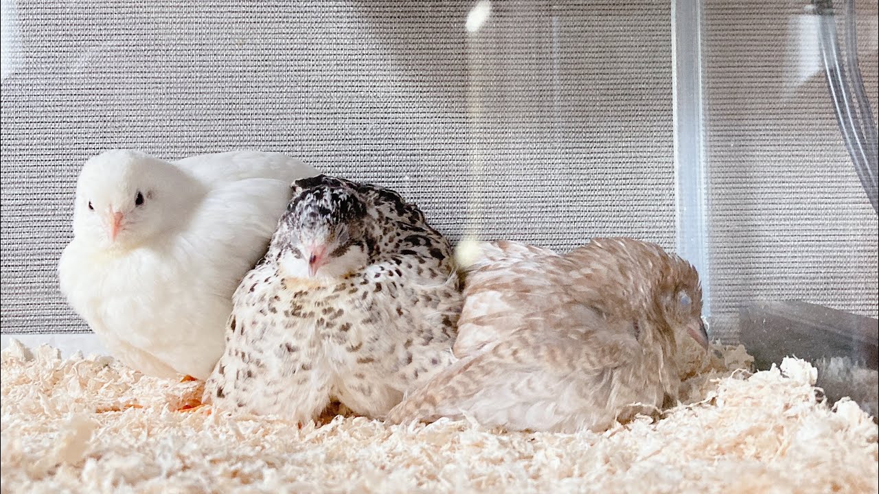 ヒメウズラ5羽お風呂に入れていくよ