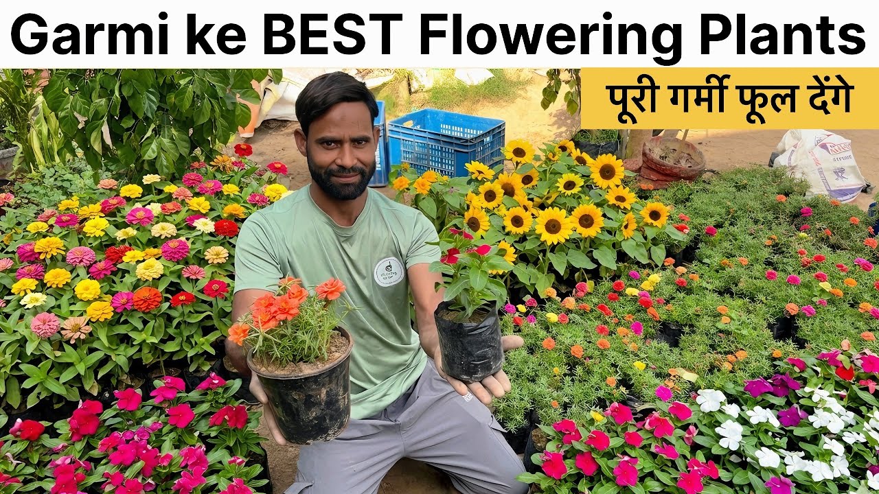 Garmi me lagao ye 7 paudhe 🌸Pure summer bhar denge dher saare phool