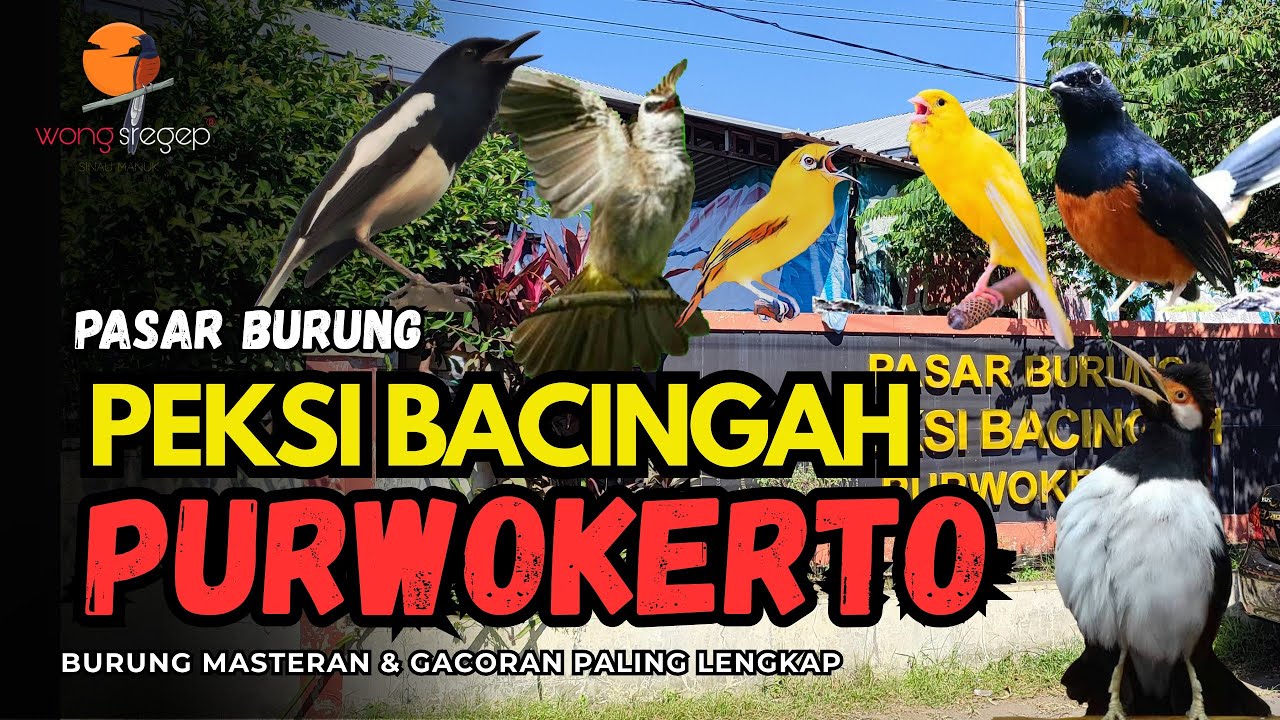Pasar Burung Peksi Bacingah Purwokerto ‼️Burung Masteran dan Gacoran paling lengkap di Purwokerto ‼️